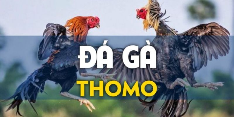 đá gà thomo là gì